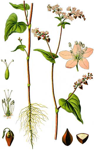 Buchweizen-Illustration