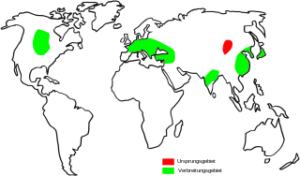 Buchweizen Ursprung u. Verbreitung