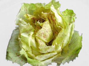 Radicchio variegato di Castelfranco