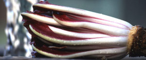 Radicchio di Treviso tardivo