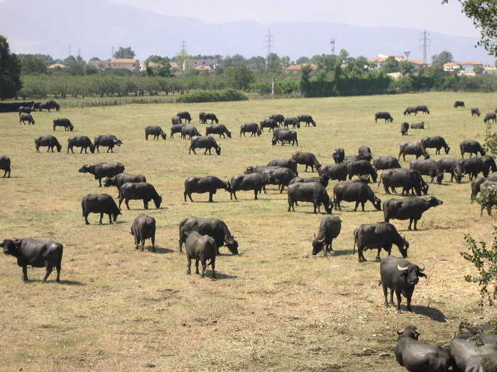 Wasserbüffel in Kampanien