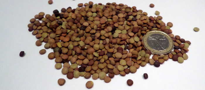 Linsen aus Castelluccio