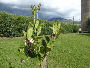 Blühendes (und duftendes!) Zitronatzitronenbäumchen vor dem Museum