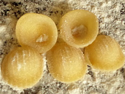 orecchiette
