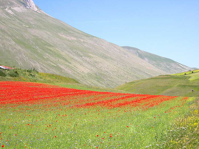 Linsen aus Castelluccio