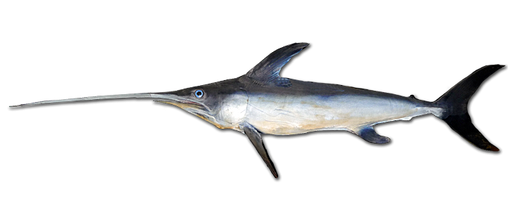 schwertfisch pesce spada