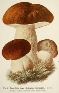 steinpilz